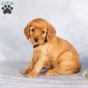 Shannon, Miniature Golden Retriever Puppy